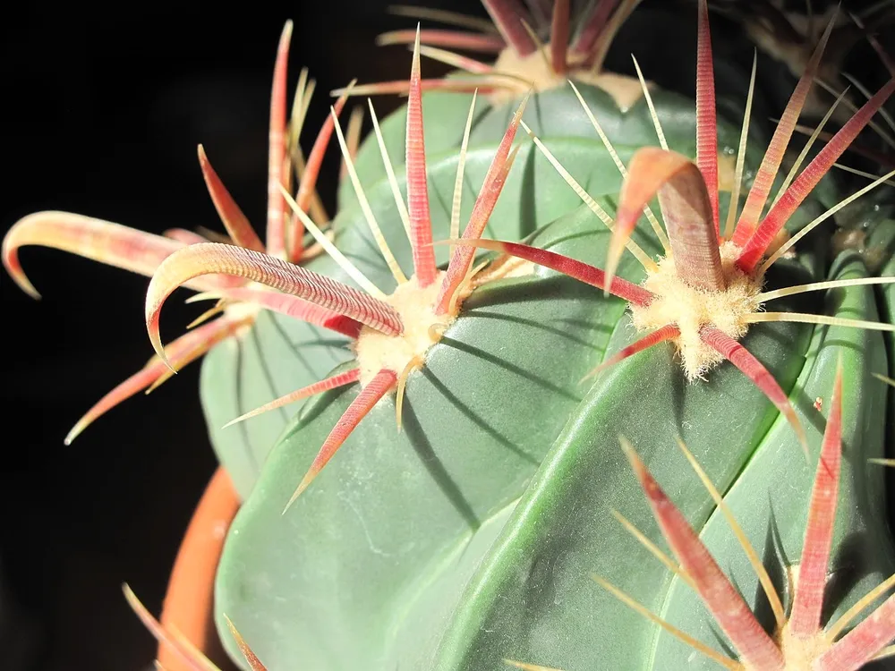 Ferocactus latispinus