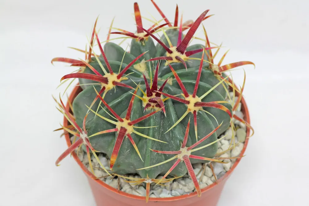 Ферокактус латиспинус Ferocactus latispinus