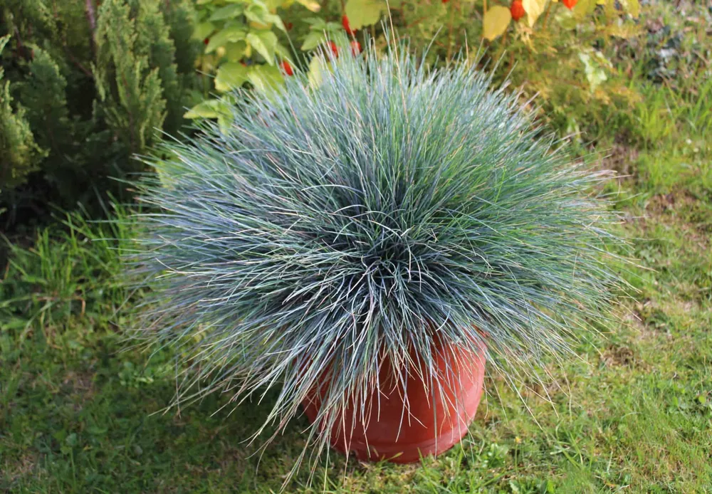 Festuca glauca