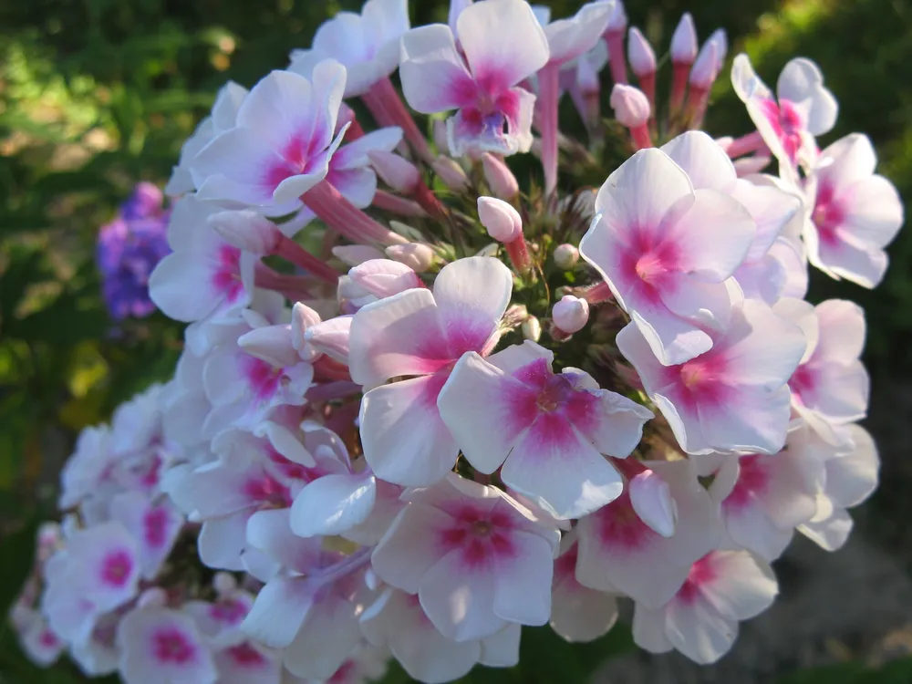 Флокс paniculata Europa