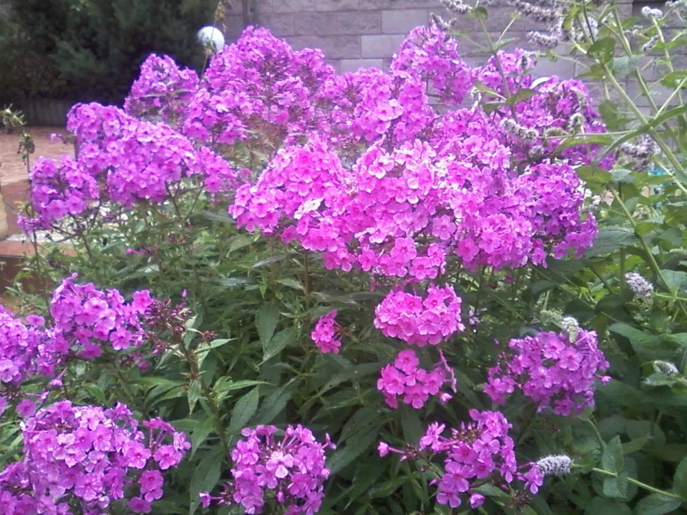 Флокс Phlox Amethyst