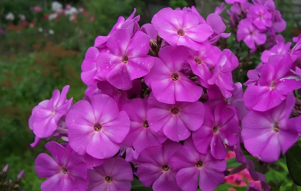 Флокс Phlox Amethyst