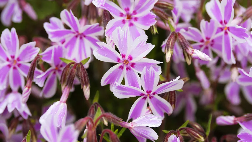 Флокс subulata Candy Stripes