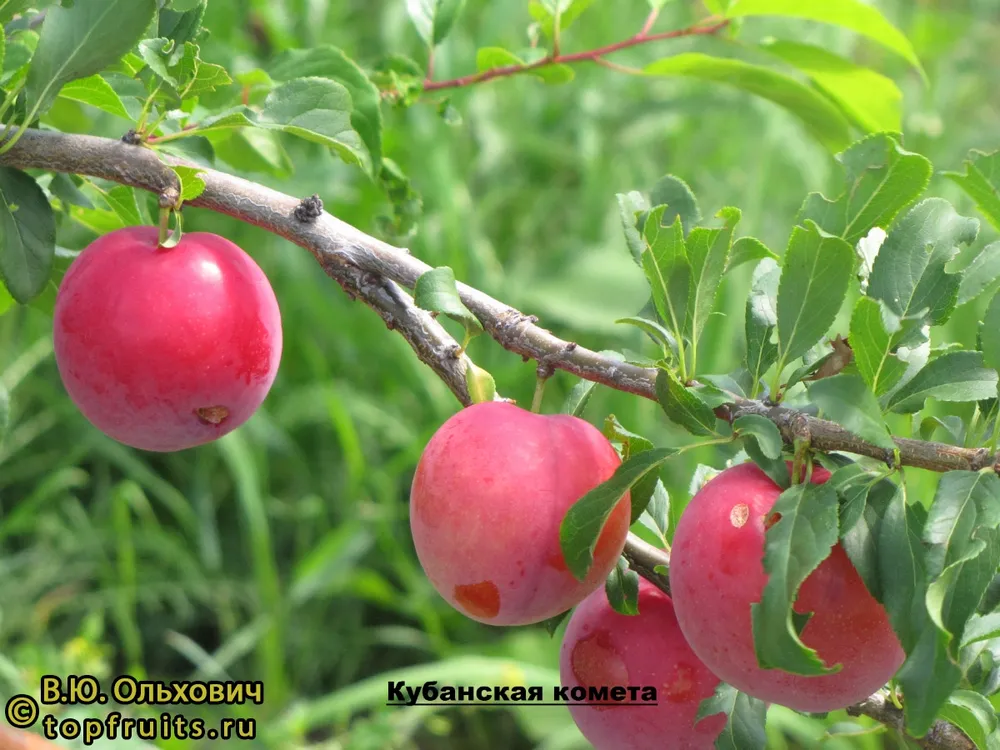 Формировка алычи Кубанская Комета