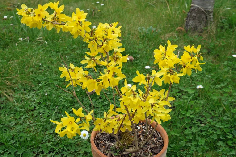 Форзиция яйцевидная Forsythia ovata