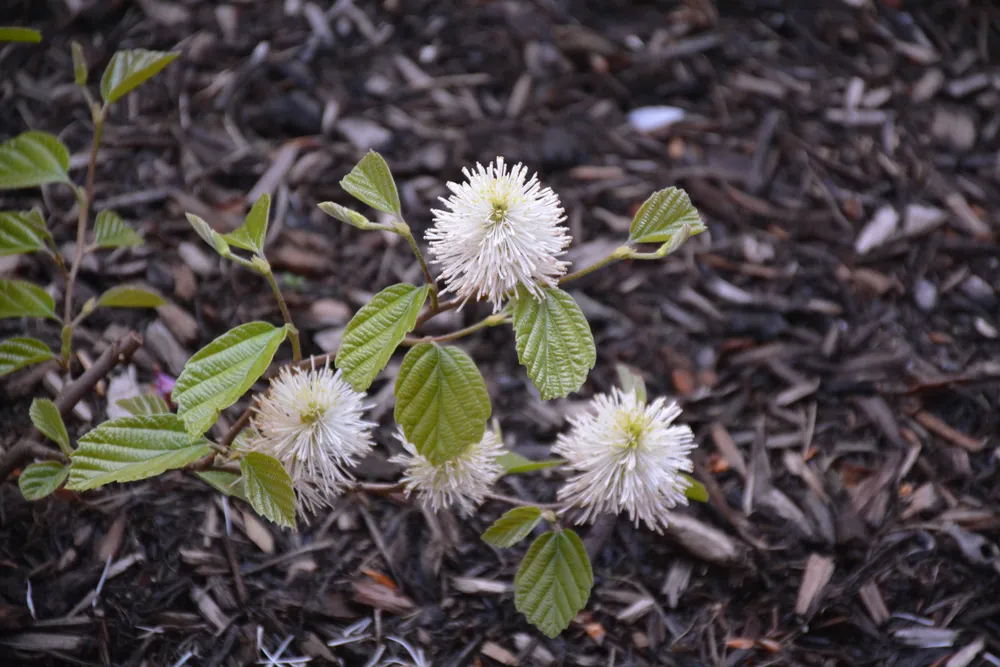 Fothergilla gardenii