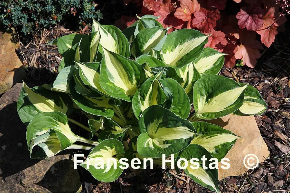 Fransen Hostas Хоста