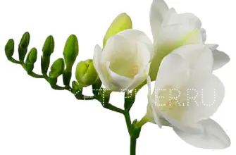 Фрезия Freesia