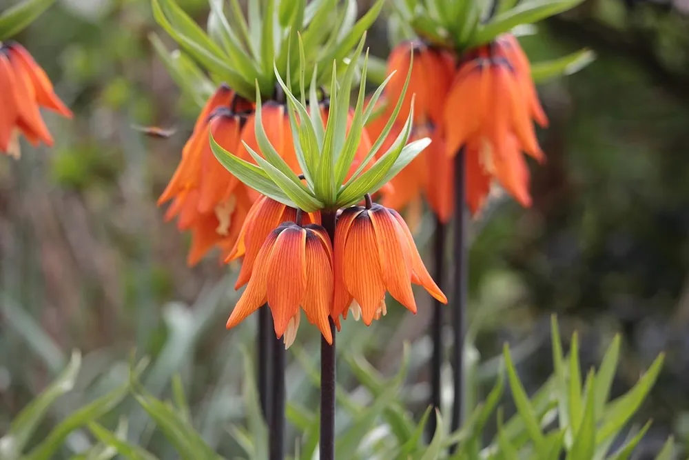 Fritillaria Imperialis Aurora