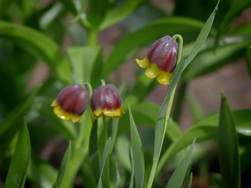 Fritillaria michailovskyi