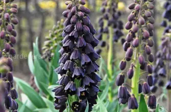 ￼ Fritillaria persica рябчик персидский