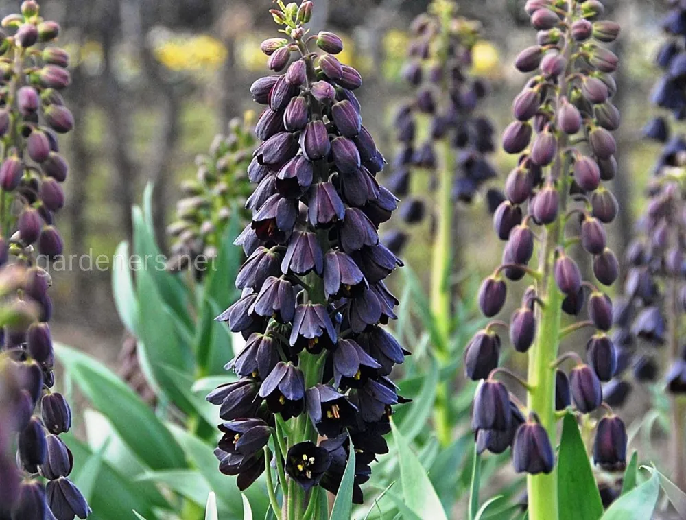 ￼ Fritillaria persica рябчик персидский