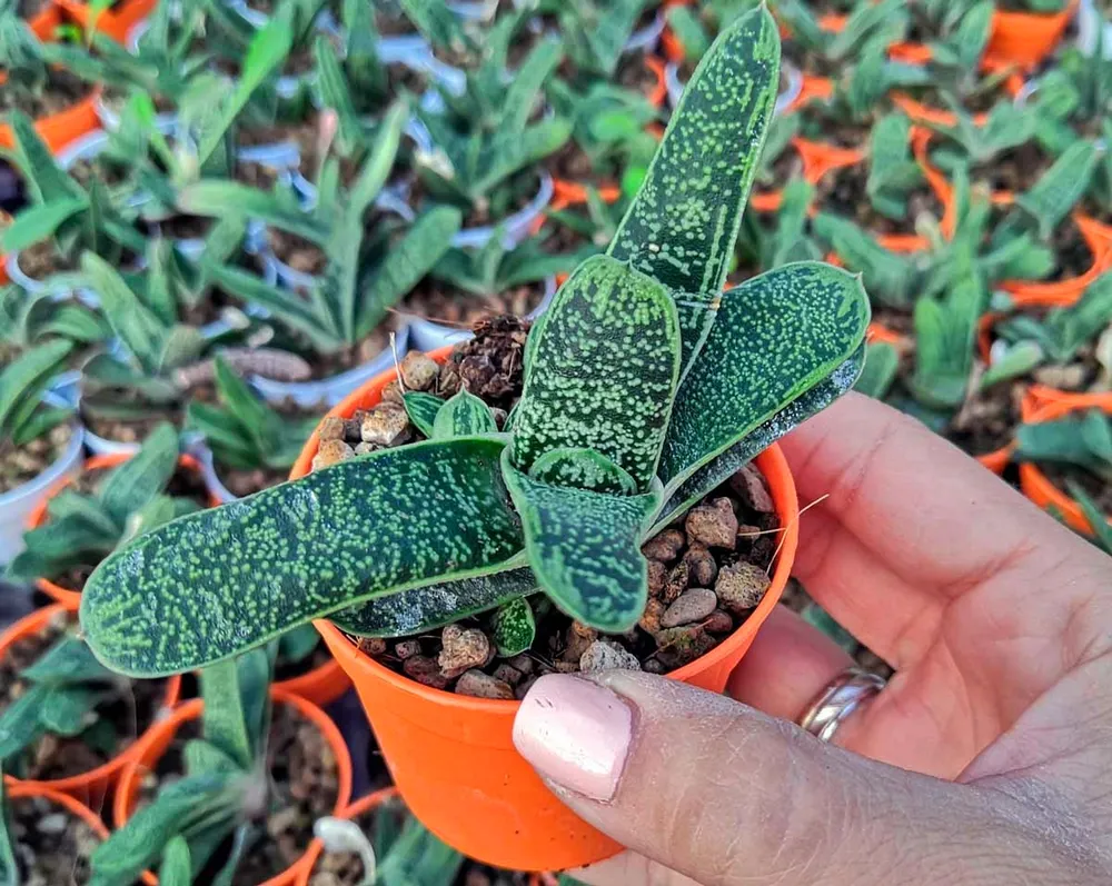 Гастерия бородавчатая Gasteria verrucosa