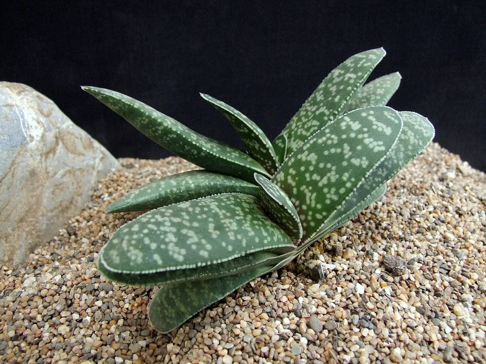 Гастерия Gasteria maculata