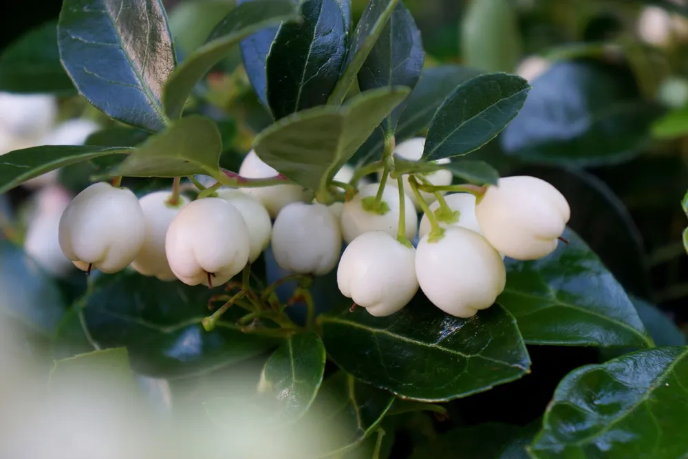 Gaultheria procumbens