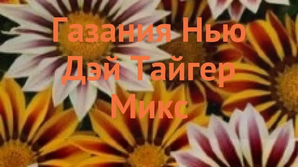 Газания Нью дей Тайгер микс