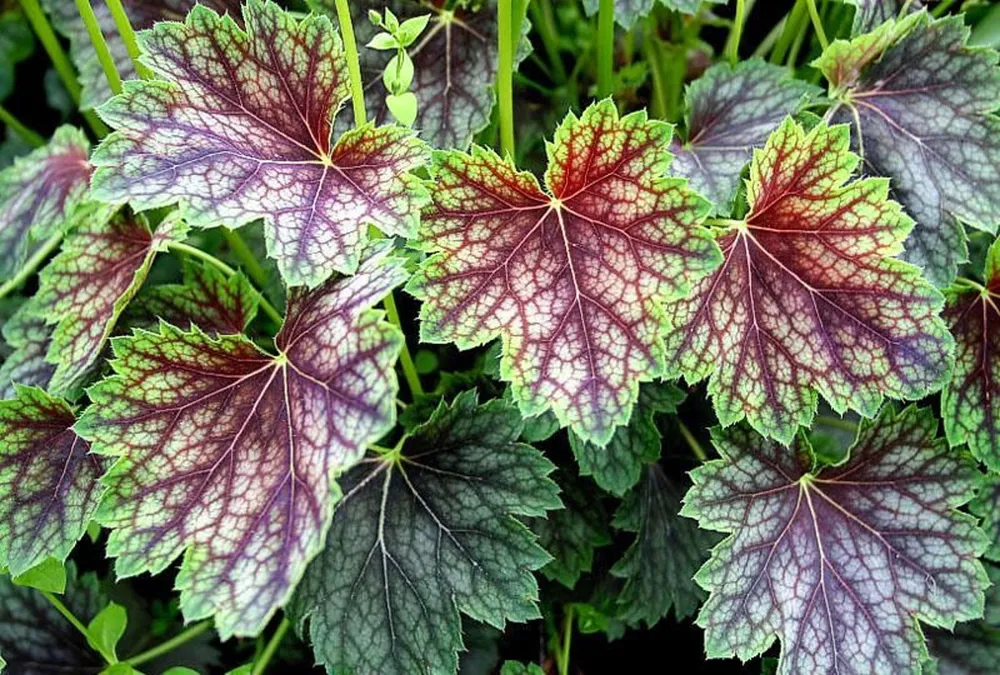 Гейхера американская Heuchera Americana