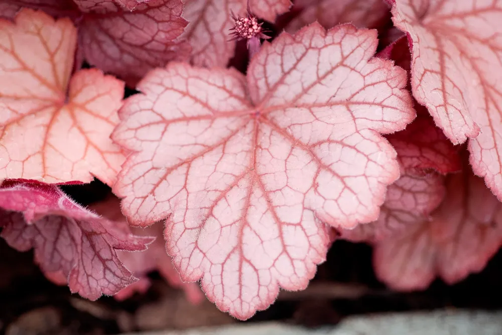 Гейхера Heuchera `Georgia Peach`