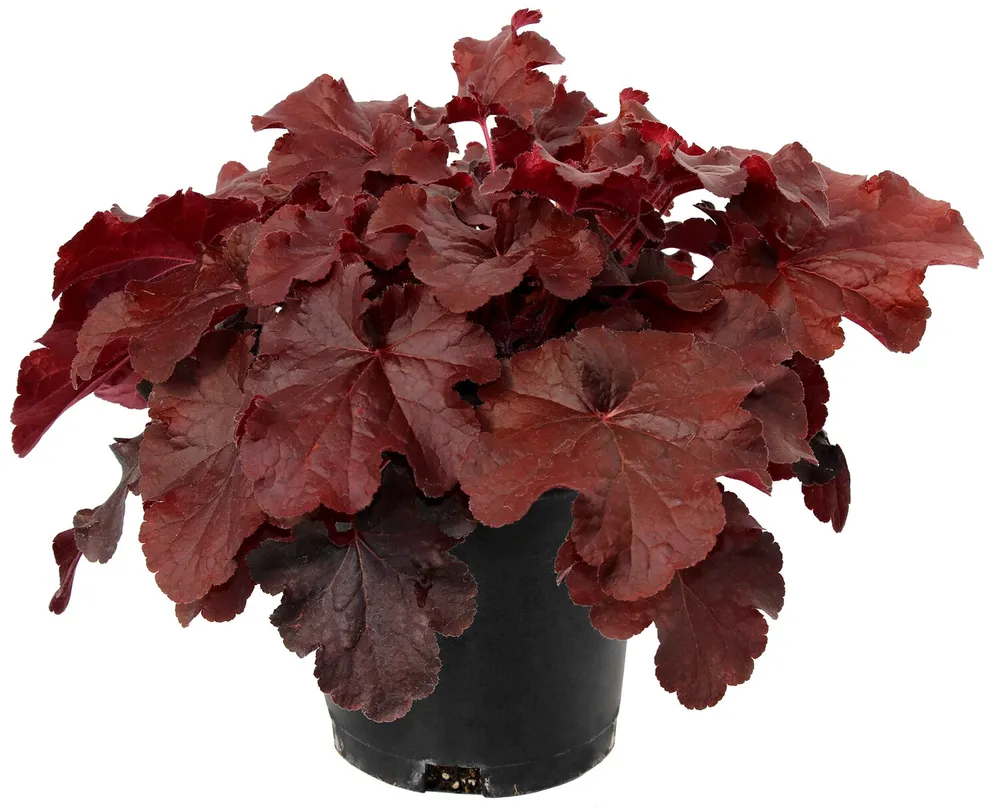 Гейхера Heuchera Northern exposure Red