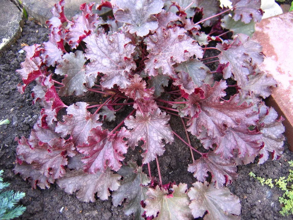 Гейхера - Heuchera Stormy Seas