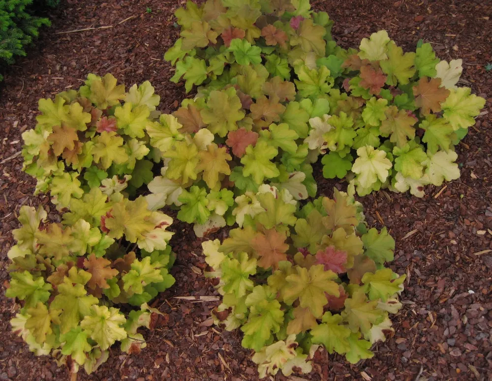 Гейхера Heuchera villosa