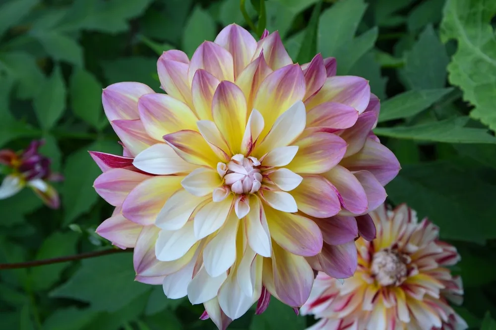 Георгина Dahlia