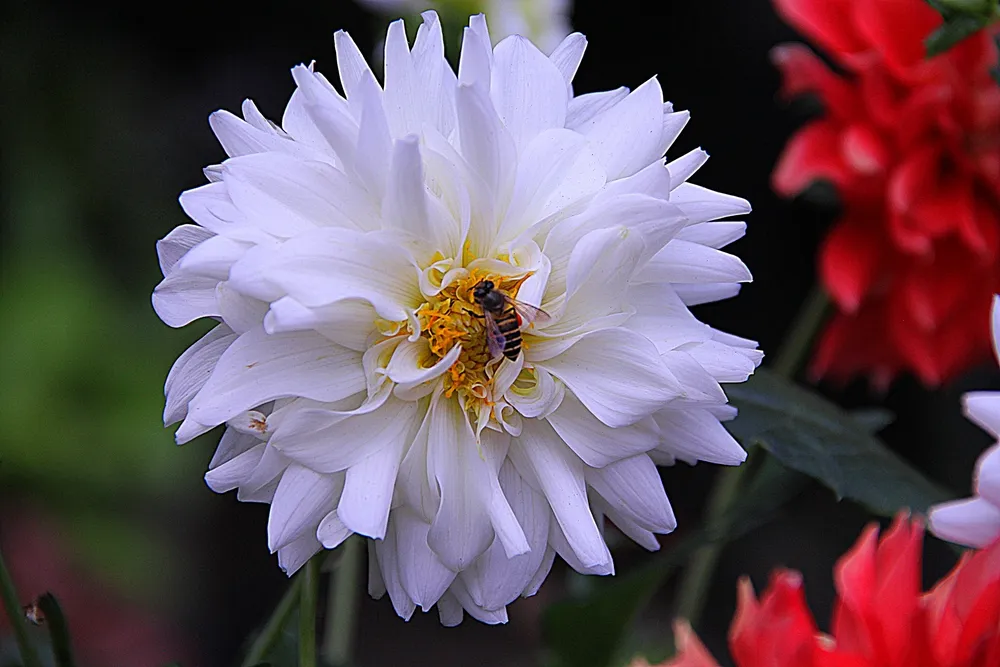 Георгина Dahlia Bluesette