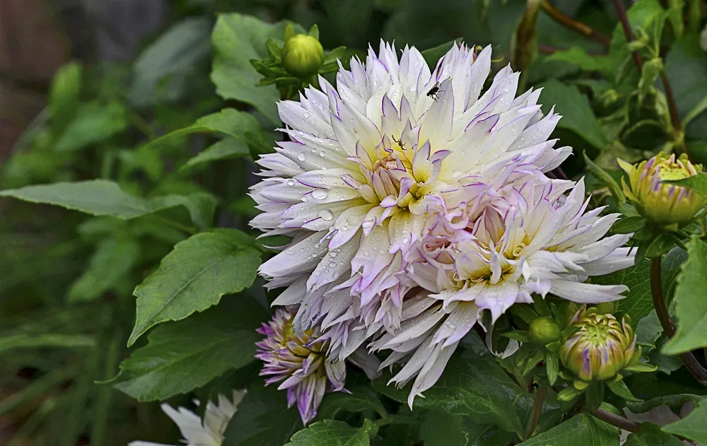 Георгина Dahlia Crazy Love