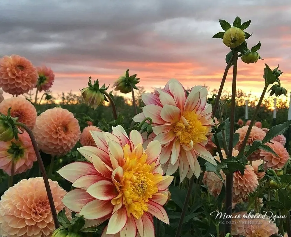 Георгина Dahlia Polka