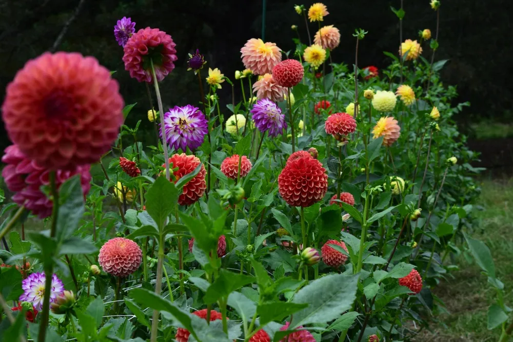 Георгина Dahlia variabilis