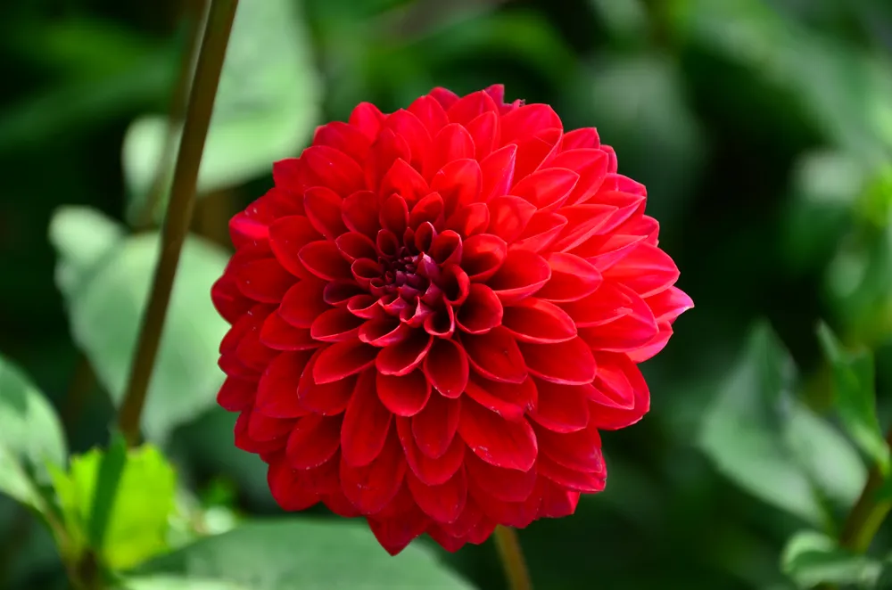 Георгина изменчивая Dahlia variabilis