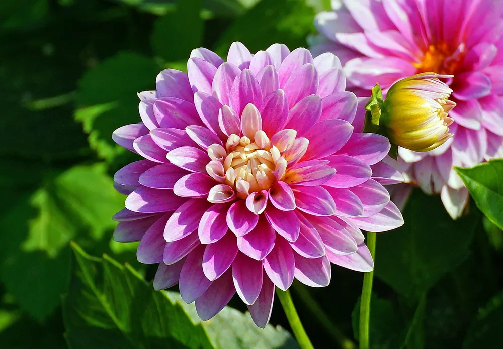 Георгина изменчивая Dahlia variabilis