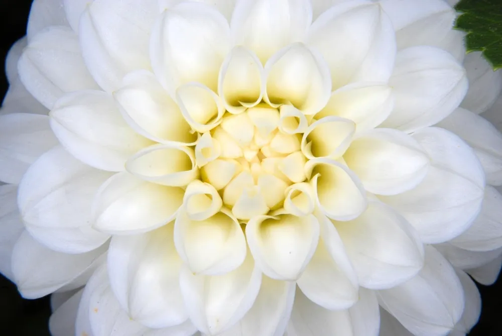 Георгина White Aster