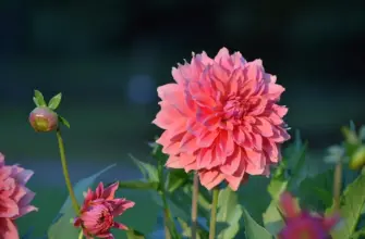 Георгины Dahlia