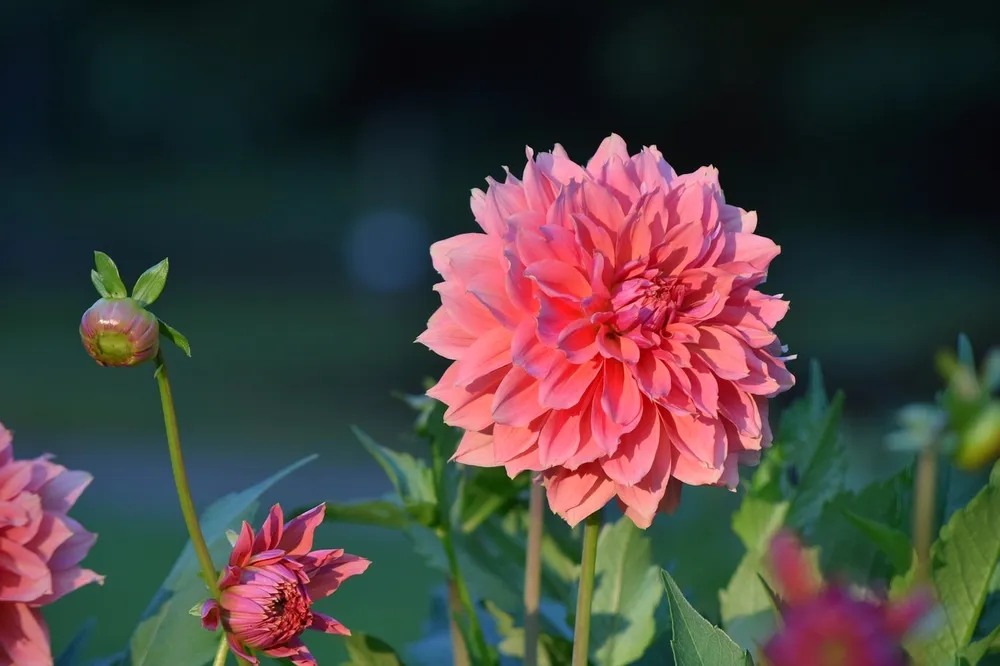 Георгины Dahlia