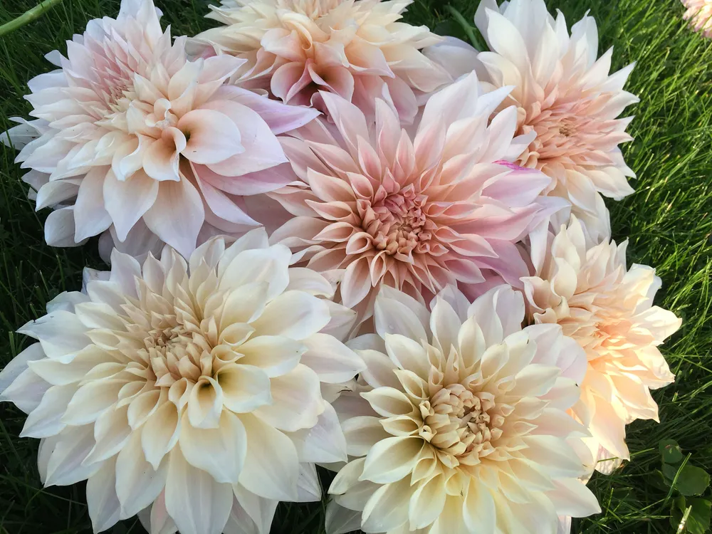 Георгины Dahlia