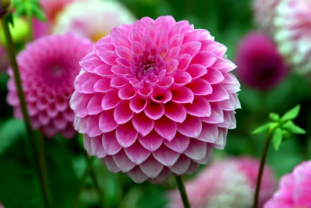 Георгины Dahlia