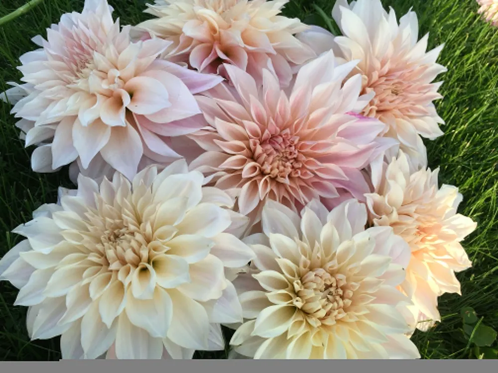 Георгины Dahlia