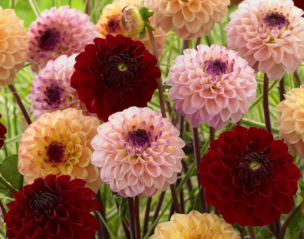 Георгины Dahlia