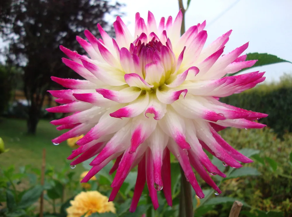 Георгины Dahlia