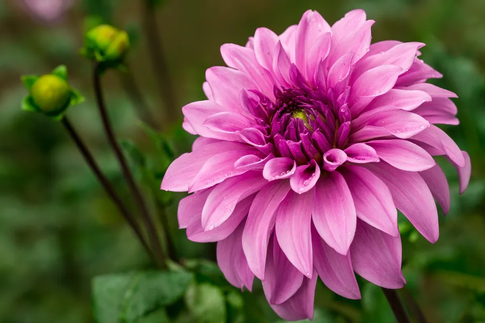 Георгины Dahlia