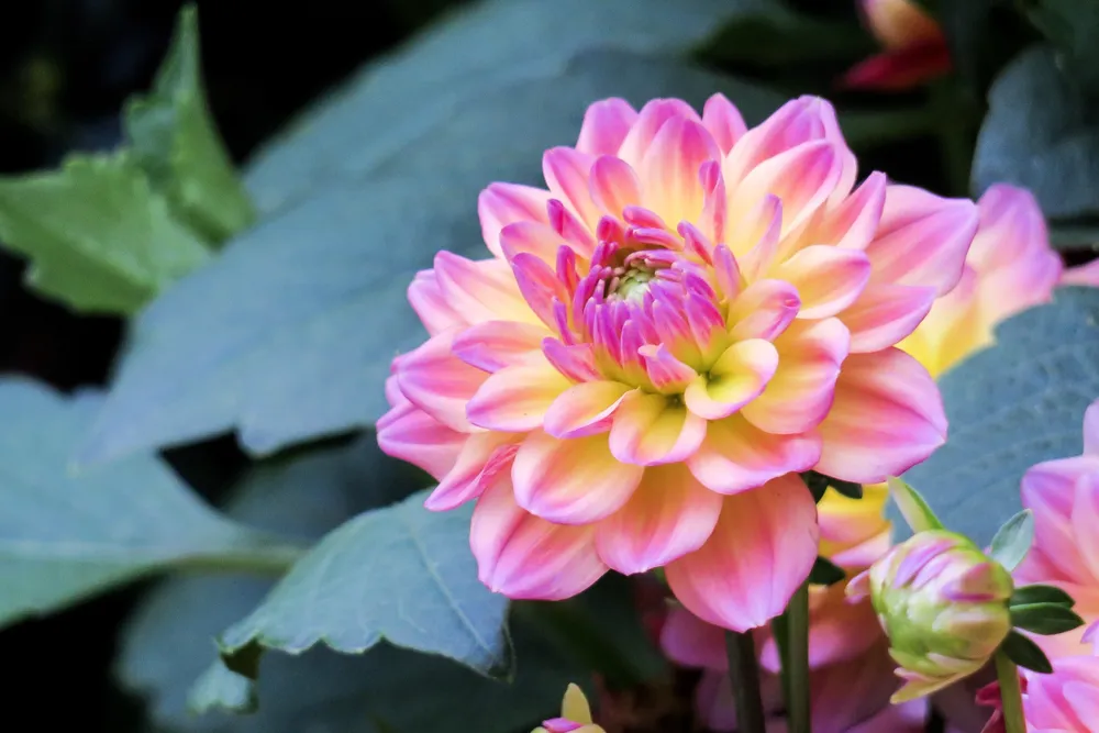 Георгины Dahlia