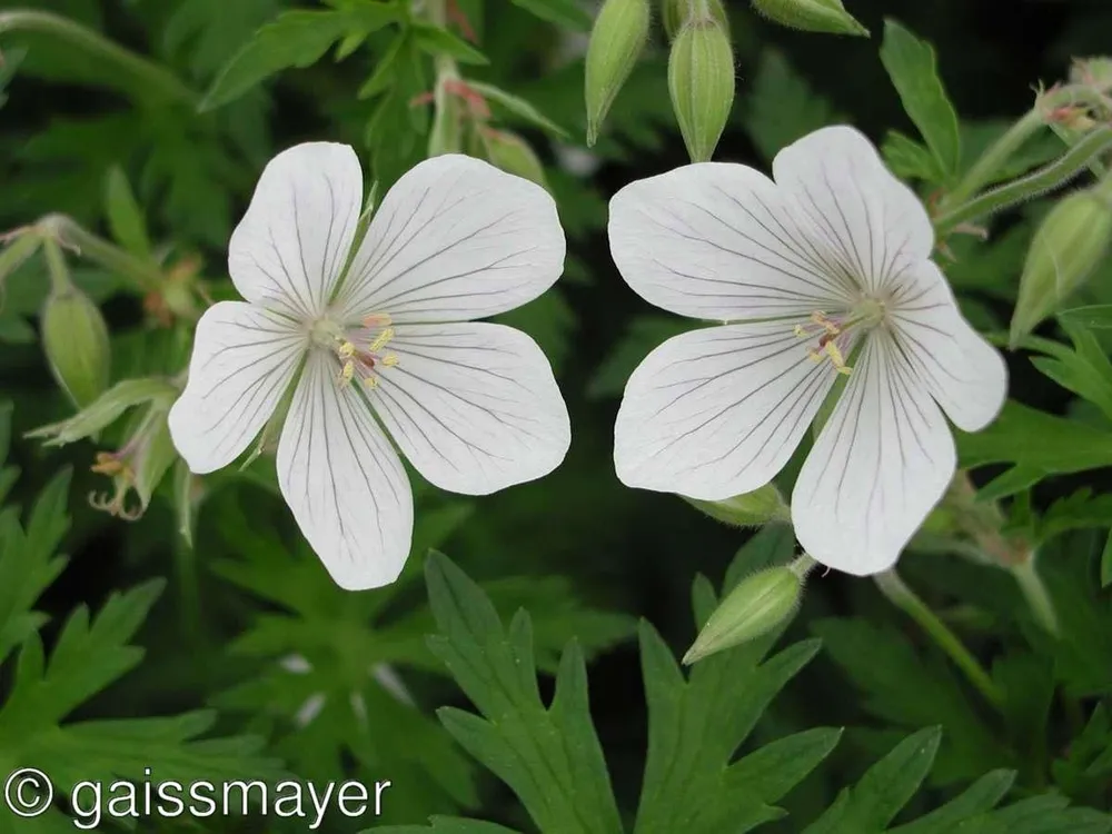 Герань clarkei Kashmir White