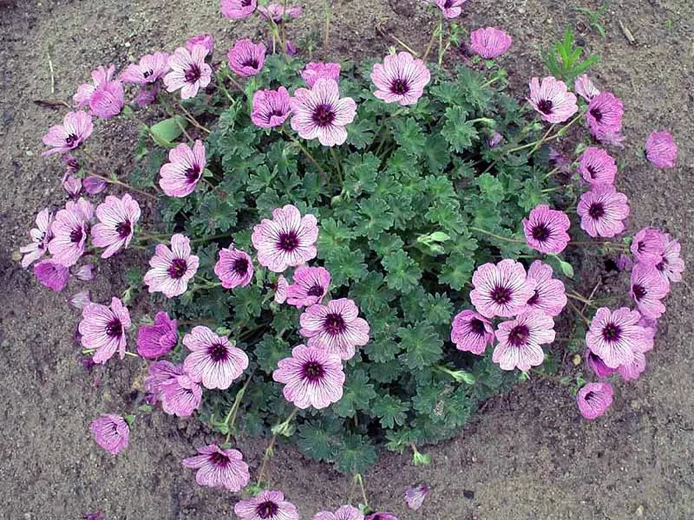 Герань Geranium cinereum Ballerina