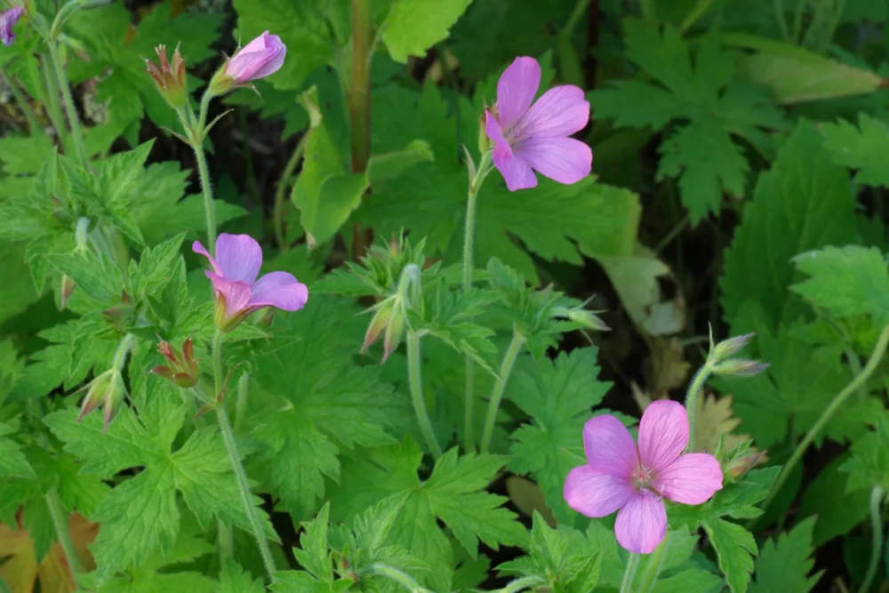 Герань Geranium phaeum Raven