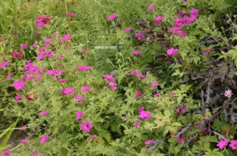 Герань гибридная Geranium ‘Red Admiral’