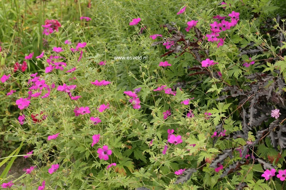 Герань гибридная Geranium ‘Red Admiral’