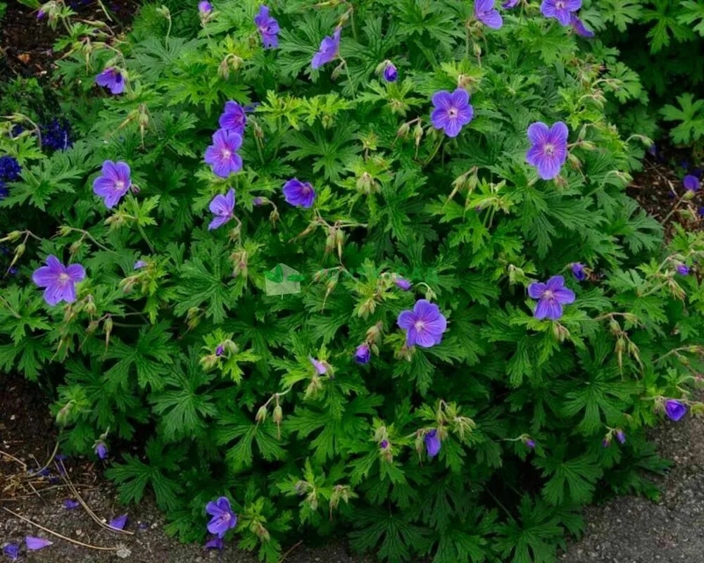 Герань гималайская Geranium himalayense