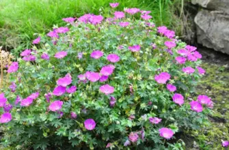 Герань кроваво-красная Geranium sanguineum