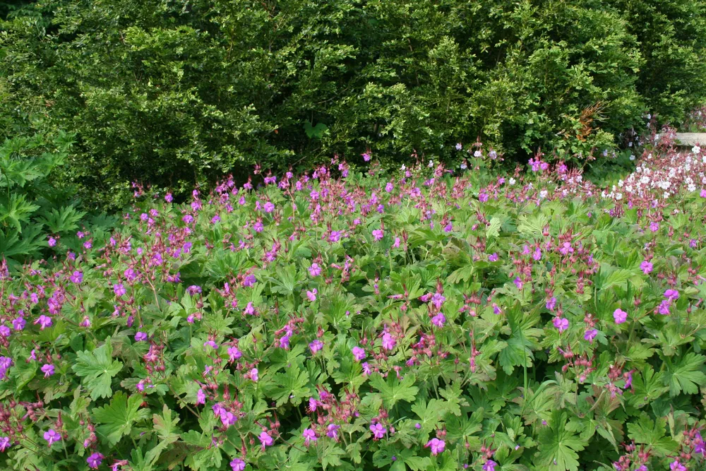 Герань крупнокорневищная Geranium macrorrhizum `Spessart`